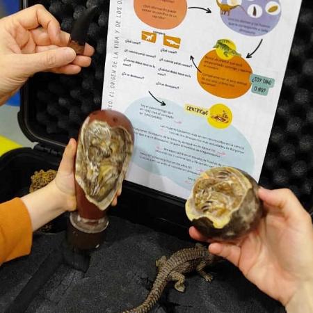 Busca en el Museo: El origen de la vida y los dinosaurios. Taller familiar en Colunga