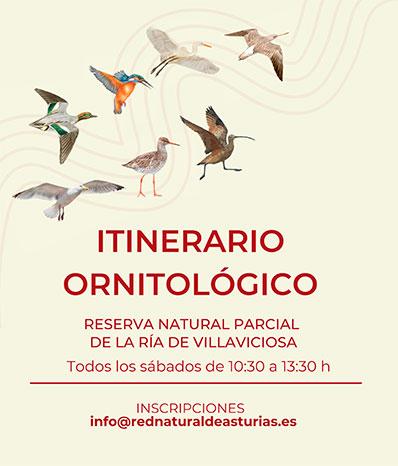 Imagen del Itinerario ornitológico en la ría de Villaviciosa