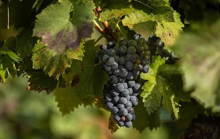 Imagen Cantina Monasterio de Corias