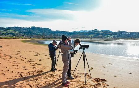 Imagen Birdwatching in the Villaviciosa Estuary