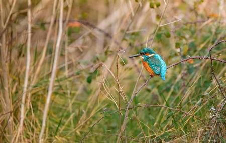 Birdwatching in the Villaviciosa Estuary