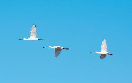 Birdwatching in the Villaviciosa Estuary