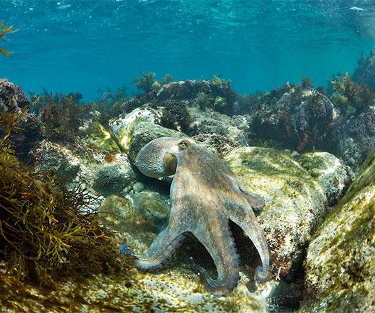 Foto de un pulpo de pedreru (de roca) moviéndose dentro del agua entre rocas