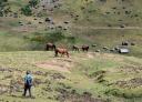Un senderista contempla la montaña y los caballos