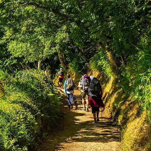 Image Le Chemin primitif