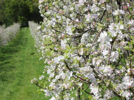 Semana de la floración del manzano. Comarca de la Sidra