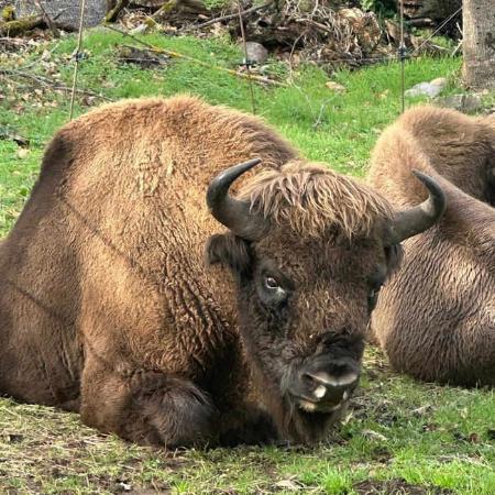 Prehistovisitas a los cercados de animales. Visita guiada en Teverga