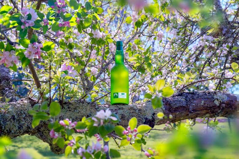 Picture of cider and pomarada