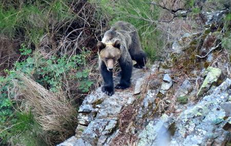 Imagen Circuits « Ours » et « Loup »