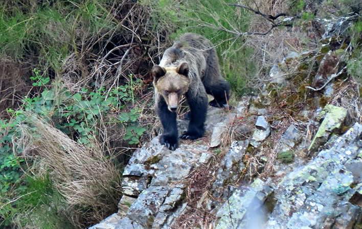 Aller à Image Circuits « Ours » et « Loup »