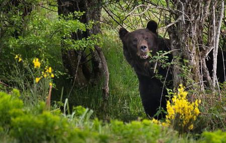 Oso Pardo Cantábrico, el oso mirando