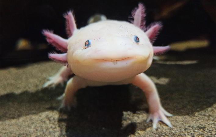 Bioparc Acuario de Gijón