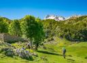 Senderistas recorriendo una pradera de montaña junto a una cabaña, con los Picos de Europa al fondo.