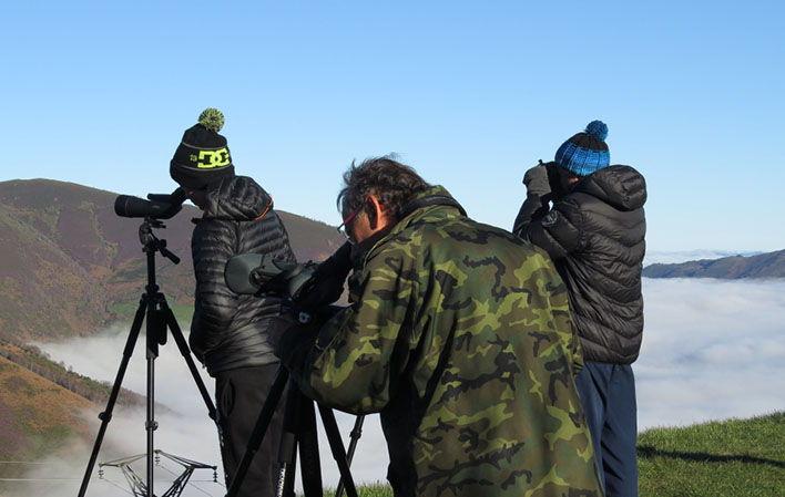 Aller à Image Observation de l'ours brun et itinéraires