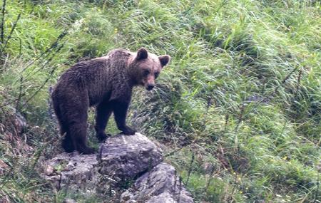 Orso bruno cantabrico