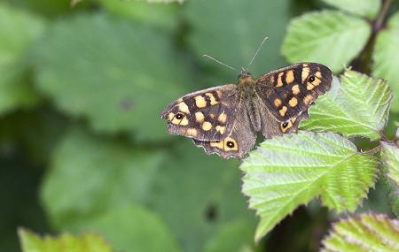 Le farfalle di Somiedo