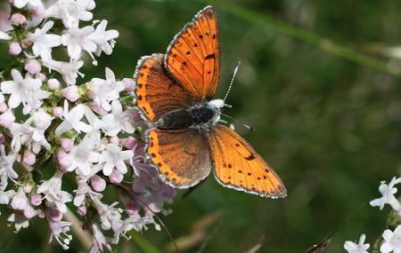 Mariposas de Somiedo