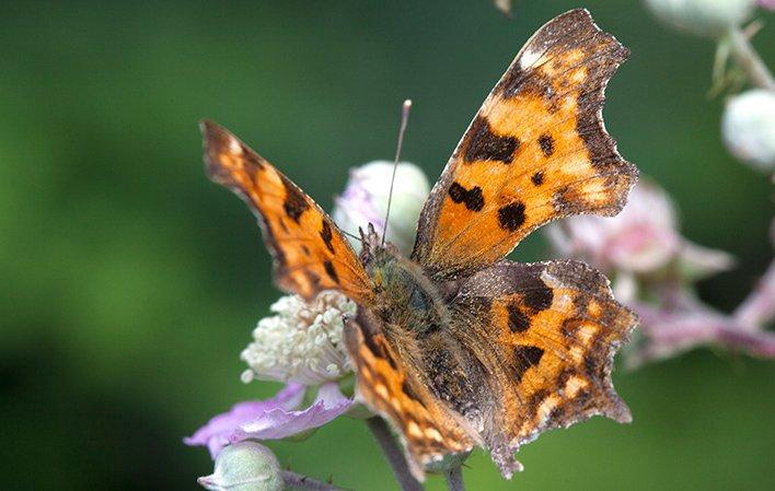 Vai a Immagine Le farfalle di Somiedo