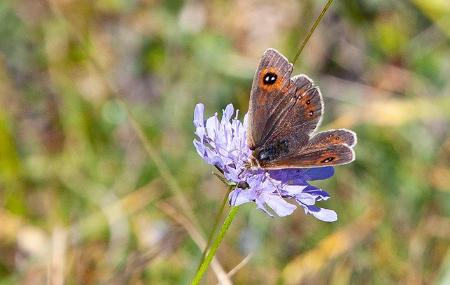 Le farfalle di Somiedo