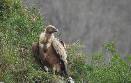 Observer un vautour