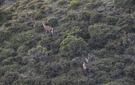 Observación de la Berrea, El Trasgu la Fronda