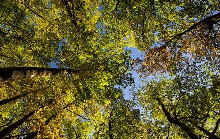 Árboles del Bosque de Munieḷḷos