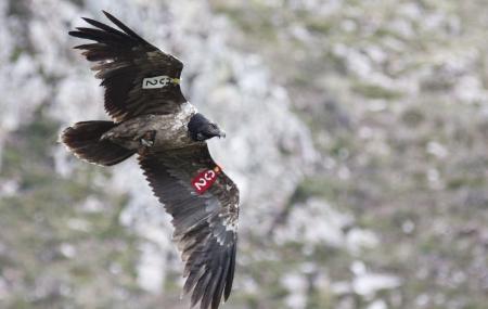 Observação de abutres barbudos nos Picos da Europa