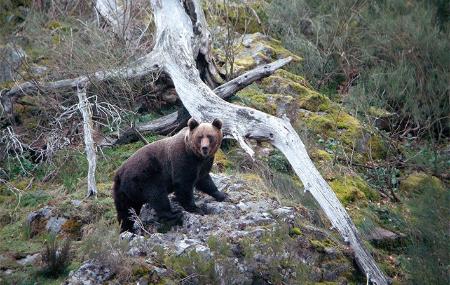 Observación de Oso Pardo