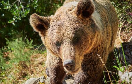 L'ours Molina dans l'enclos des ours de Buyera