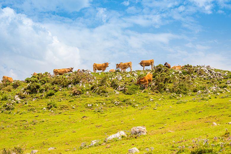 Image de vaches sur le mont Sueve (Piloña)