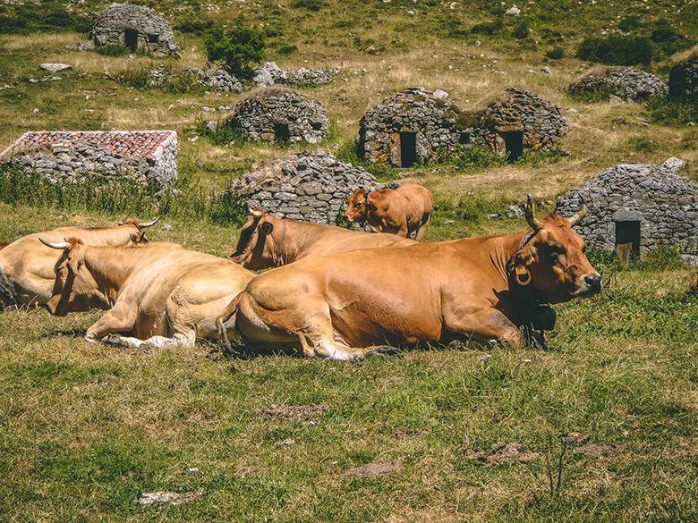 Immagine del percorso verso la braña di Sousas