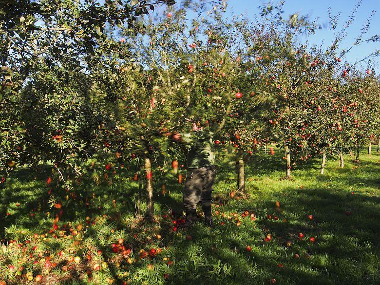 Immagine del frutteto a Villaviciosa