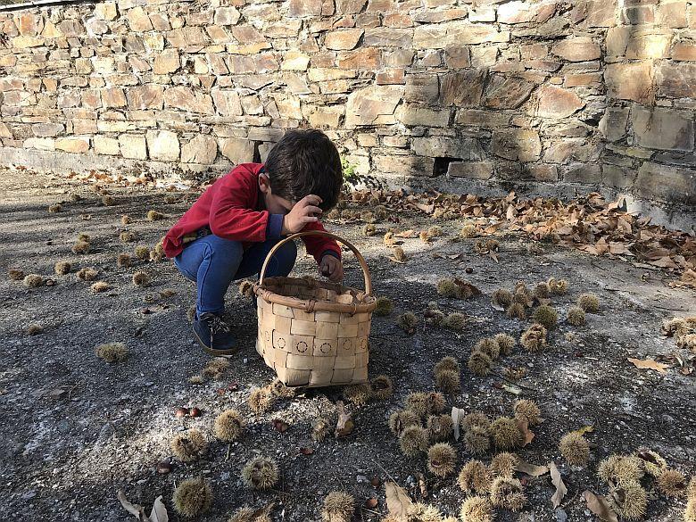 Image of a child handling chestnuts