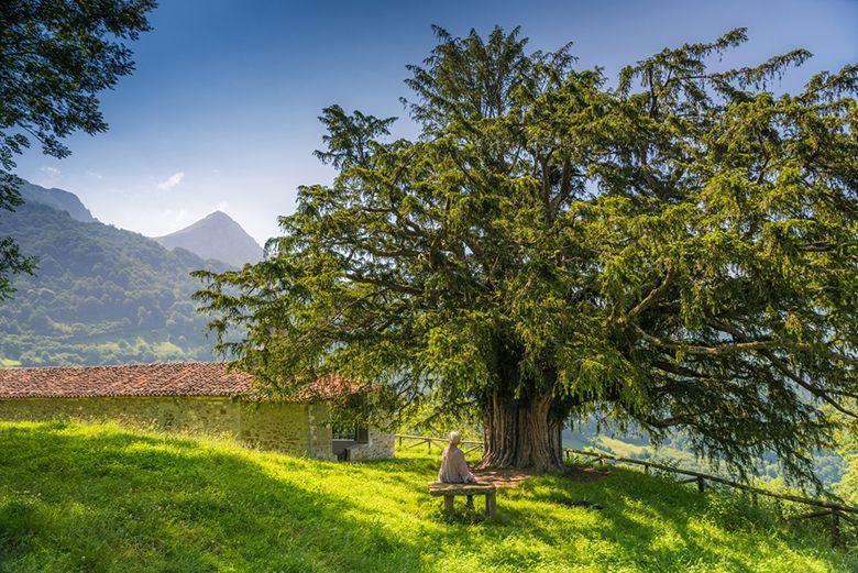 A picture of the church and yew tree in Bermiego (Quirós)