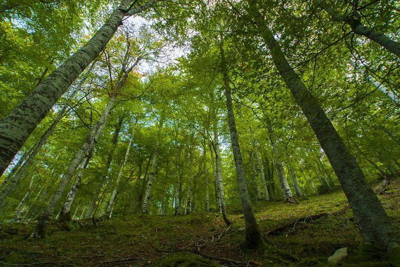 Photo à l'intérieur de la forêt de Pome.