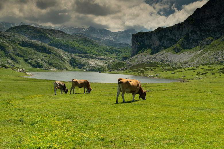 Bild des Ercina-Sees mit einigen Kühen, die vor dem See grasen.