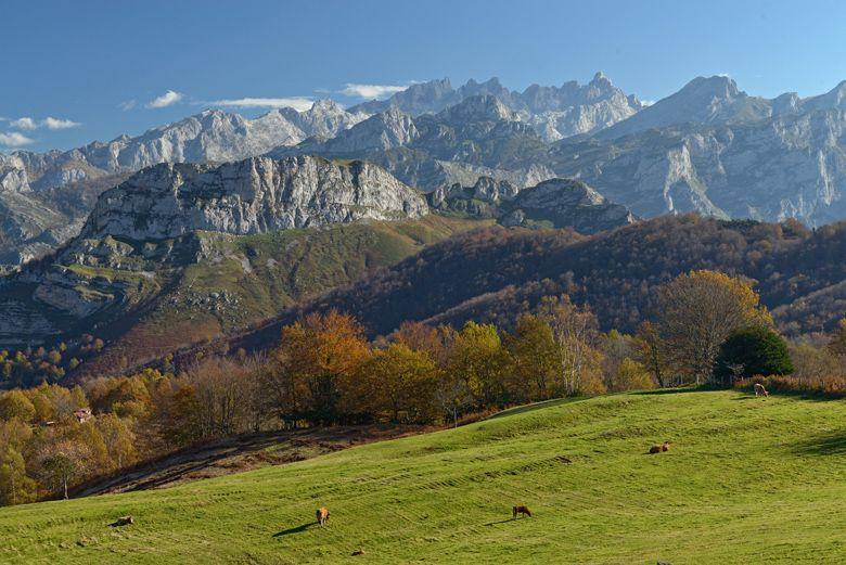 Image de la vue sur les Pics d'Europe depuis la forêt de hêtres de Peloño