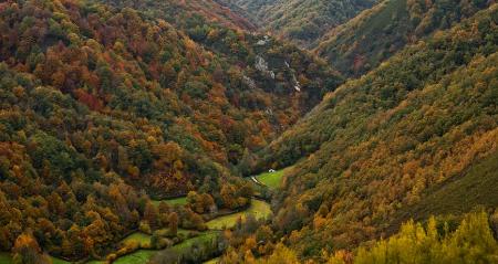 Imagen 7 Faszinierende Routen durch die Wälder von Asturien