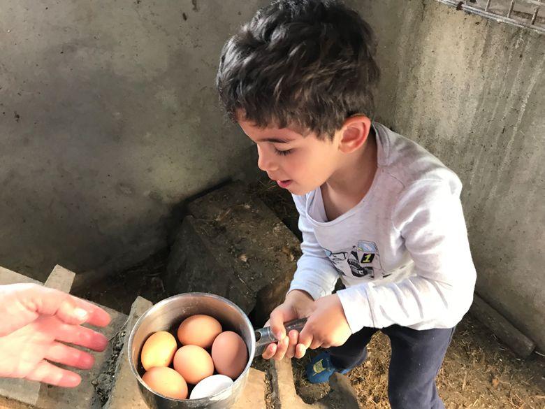 Immagine di un bambino che raccoglie uova di gallina.