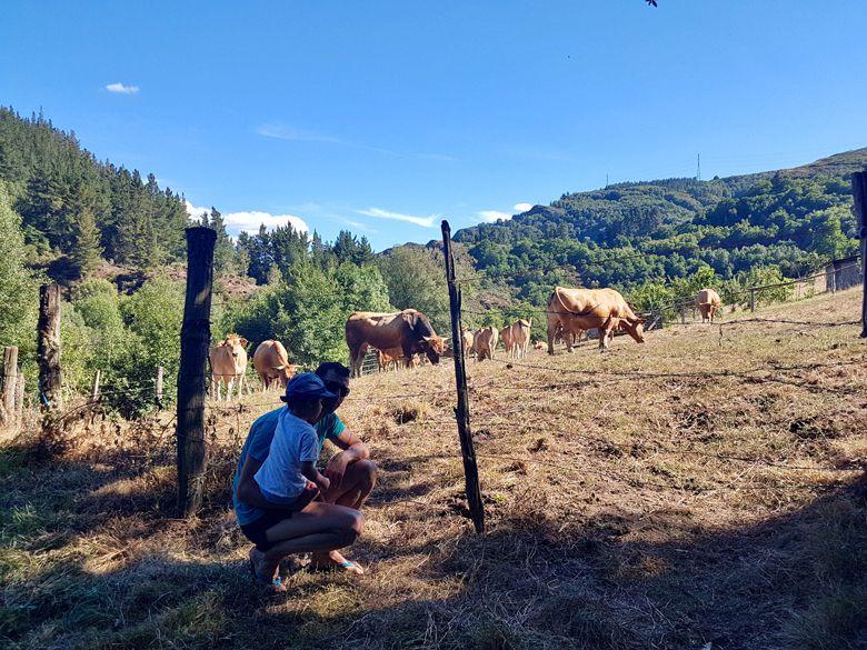 Bild auf dem Lande mit Blick auf Kühe
