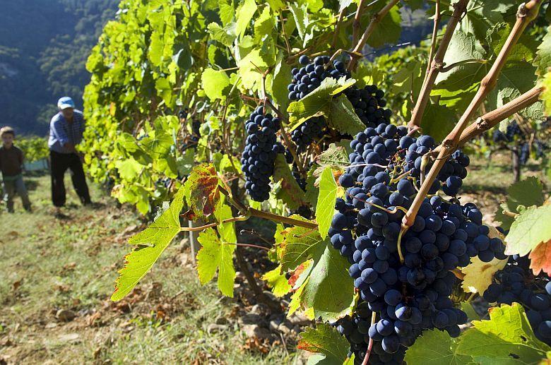 Image Harvesting in Cangas del Narcea