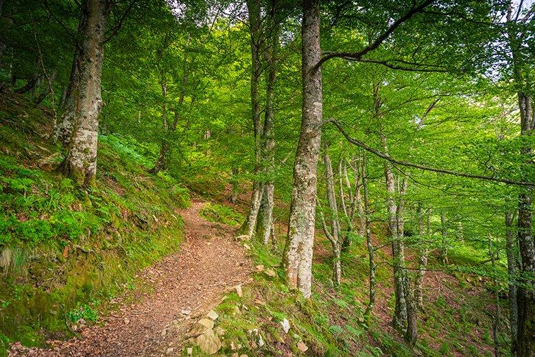 Image de la forêt de Gumial