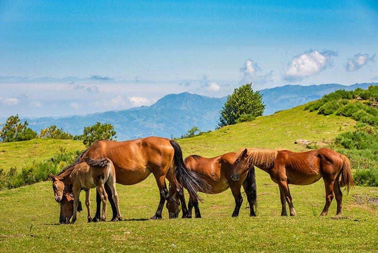 Immagine di Coto Bello