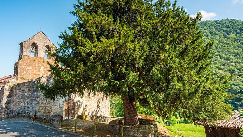 Image of the Santibanes de la Fuente Yew Tree