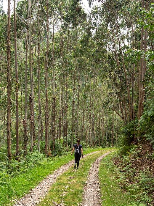 Imagem do trajeto dos caminhos-de-ferro