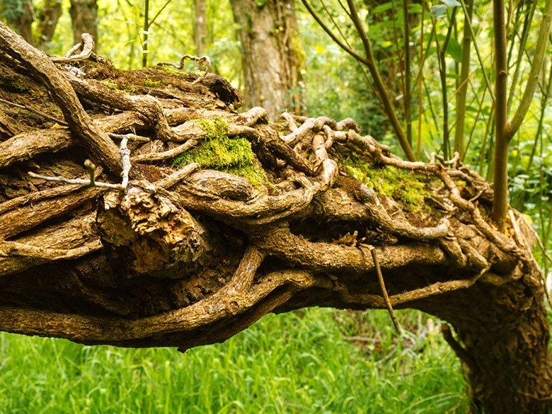 Imagem do percurso para o Parque Natural Parcial de Barayo e para o poço de Fero.