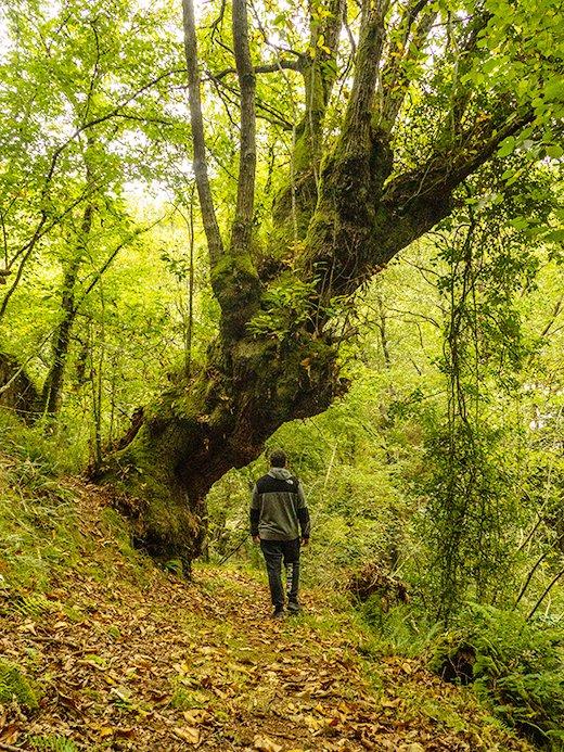 Image du chemin de la Regueirina