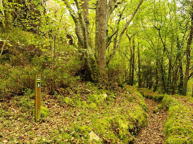 Image du chemin de la Regueirina