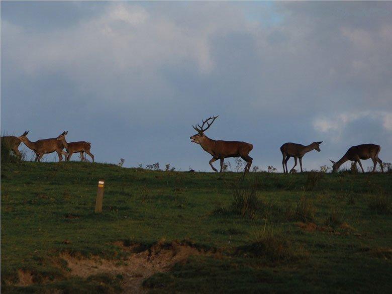 Image of rutting in Aller