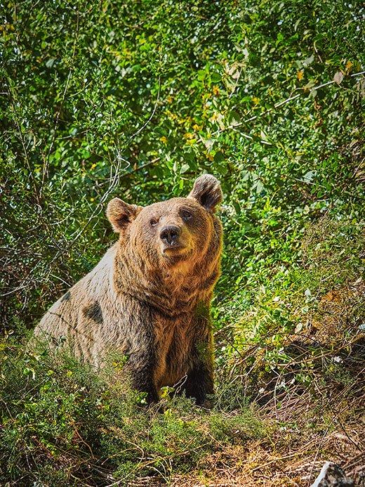 Image of the Molina bear ©Juan de Tury